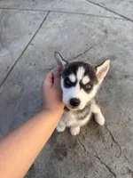 Stevie, a female Siberian Husky for sale in Grand Terrace, CA – Photo 1 of 5
