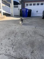 Stevie, a female Siberian Husky for sale in Grand Terrace, CA – Photo 4 of 5