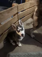 Ashley, a female Siberian Husky for sale in Grand Terrace, CA – Photo 1 of 10