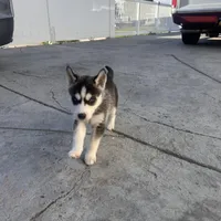 Ashley, a female Siberian Husky for sale in Grand Terrace, CA – Photo 3 of 10