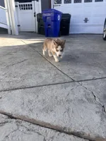Sunni, a male Siberian Husky for sale in Grand Terrace, CA – Photo 2 of 2