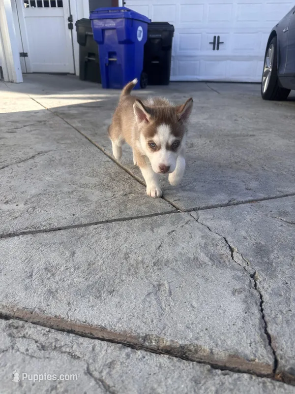 Sunni, a male Siberian Husky for sale in Grand Terrace, CA – Photo 1 of 2