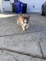 Sunni, a male Siberian Husky for sale in Grand Terrace, CA – Photo 1 of 2