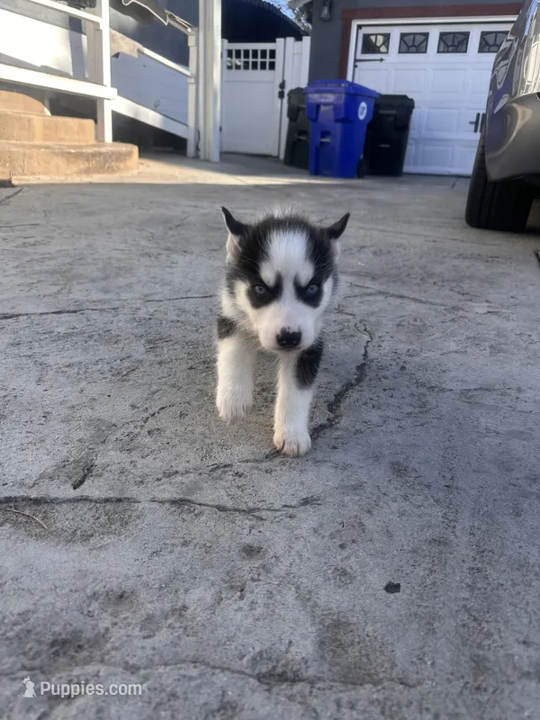 Scout, a male Siberian Husky for sale in Grand Terrace, CA – Photo 1 of 3