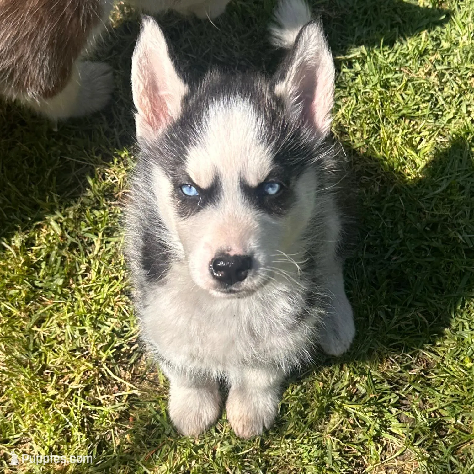 Scout – Siberian Husky puppy for sale in Grand Terrace, CA