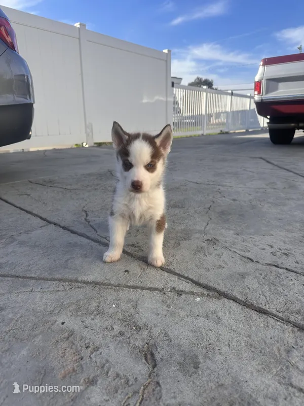 Spike, a male Siberian Husky for sale in Grand Terrace, CA – Photo 1 of 3