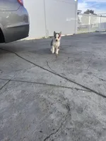 Spike, a male Siberian Husky for sale in Grand Terrace, CA – Photo 2 of 3