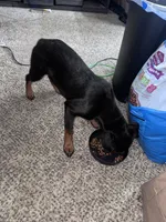 Jenn, a female Rottweiler for sale in Overland Park, KS – 2 of 2