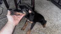 Jenn, a female Rottweiler for sale in Overland Park, KS – 1 of 2