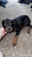 Bella Jr, a female Rottweiler for sale in Overland Park, KS – 1 of 3