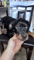 Bella Jr, a female Rottweiler for sale in Overland Park, KS – 3 of 3