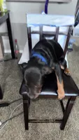 Bella Jr, a female Rottweiler for sale in Overland Park, KS – 2 of 3