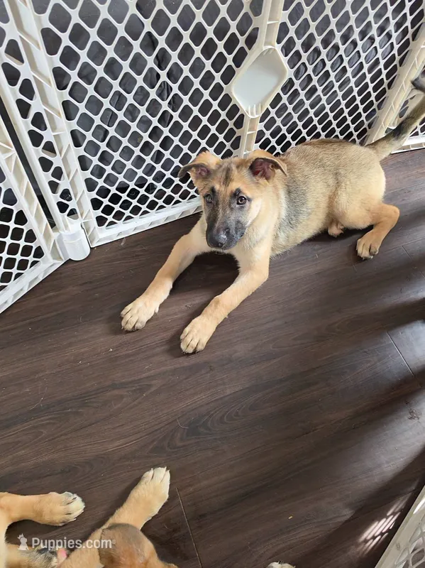 Babygirl 3 – German Shepherd Dog, Norwegian Elkhound puppy for sale in Canton, OH