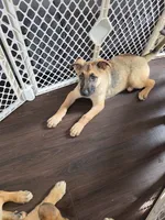 Babygirl 3, a female German Shepherd Dog and Norwegian Elkhound for sale in Canton, OH – 1 of 3