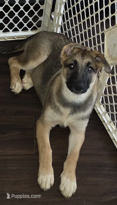 Babygirl 2 – German Shepherd Dog, Norwegian Elkhound puppy for sale in Canton, OH