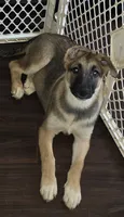 Babygirl 2, a female German Shepherd Dog and Norwegian Elkhound for sale in Canton, OH – 1 of 3