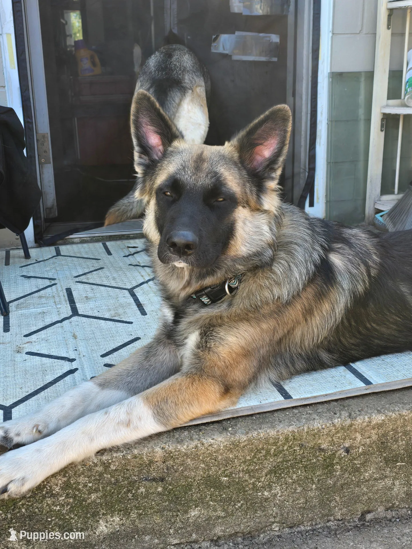 Baby boy 1, a male German Shepherd Dog and Norwegian Elkhound for sale in Canton, OH – Photo 3 of 3