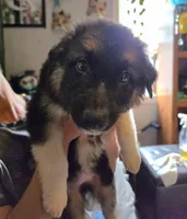 Babygirl, a female German Shepherd Dog and Norwegian Elkhound for sale in Canton, OH – Photo 2 of 3