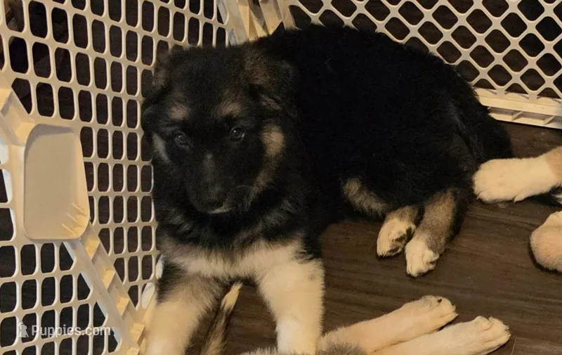 Babygirl – German Shepherd Dog, Norwegian Elkhound puppy for sale in Canton, OH