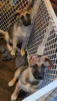 Babygirl 2, a female German Shepherd Dog and Norwegian Elkhound for sale in Canton, OH – 3 of 3
