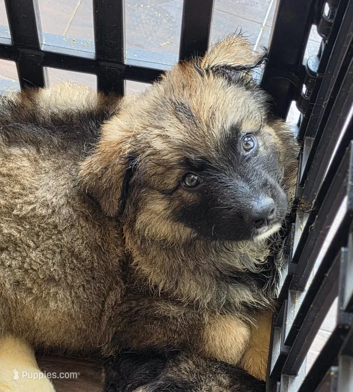 Baby girl 2 – German Shepherd Dog, Norwegian Elkhound puppy on hold in Canton, OH