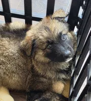 Baby girl 2, a female German Shepherd Dog and Norwegian Elkhound for sale in Canton, OH – Photo 1 of 3