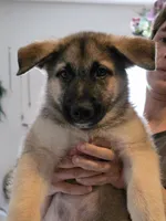 Babyboy, a male German Shepherd Dog and Norwegian Elkhound for sale in Canton, OH – Photo 1 of 2