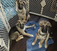 Babygirl 3, a female German Shepherd Dog and Norwegian Elkhound for sale in Canton, OH – 2 of 3