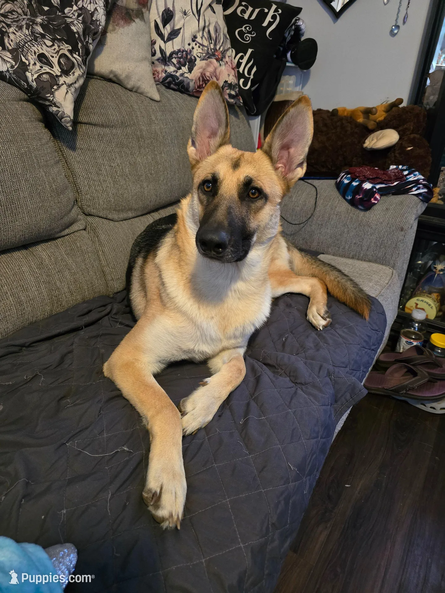 Baby boy 1, a male German Shepherd Dog and Norwegian Elkhound for sale in Canton, OH – Photo 2 of 3