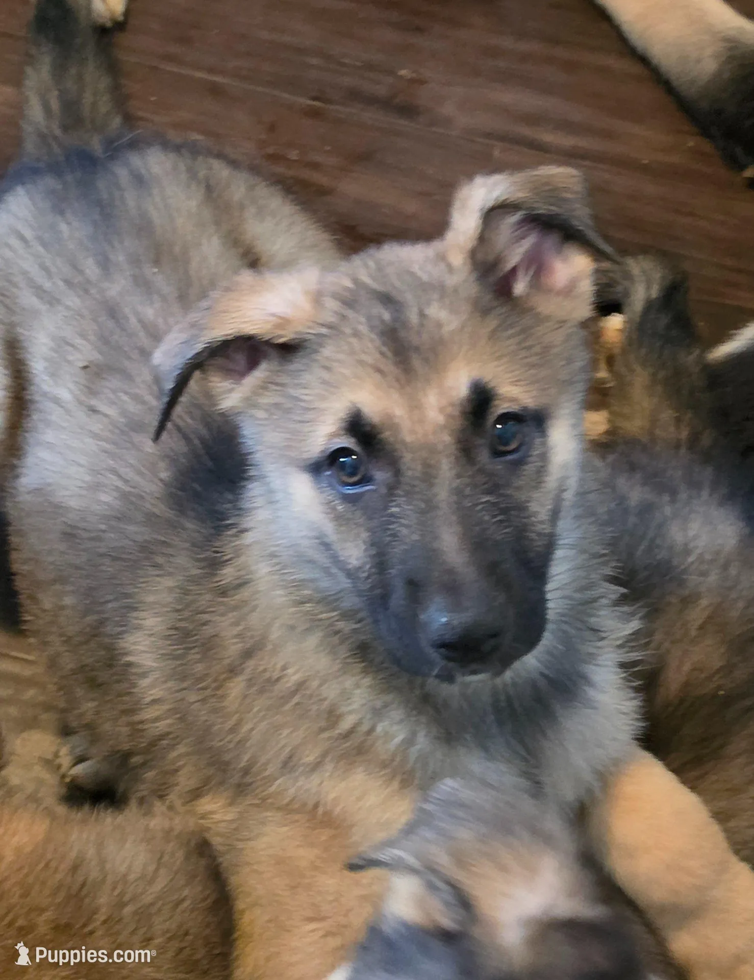 Baby boy 1, a male German Shepherd Dog and Norwegian Elkhound for sale in Canton, OH – Photo 1 of 3