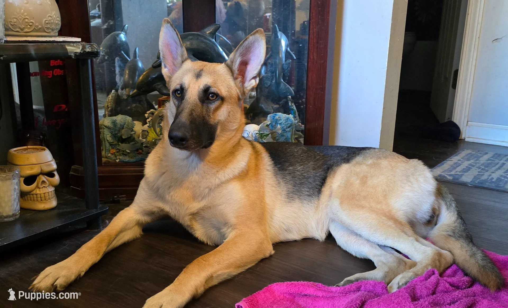 Baby girl 2, a female German Shepherd Dog and Norwegian Elkhound for sale in Canton, OH – Photo 2 of 3