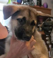 Babyboy, a male German Shepherd Dog and Norwegian Elkhound for sale in Canton, OH – Photo 2 of 2