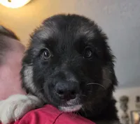 Babygirl, a female German Shepherd Dog and Norwegian Elkhound for sale in Canton, OH – Photo 3 of 3