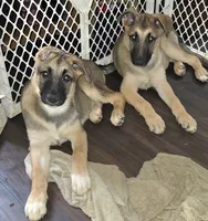 Babygirl 2, a female German Shepherd Dog and Norwegian Elkhound for sale in Canton, OH – 2 of 3