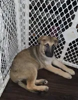 Babygirl 3, a female German Shepherd Dog and Norwegian Elkhound for sale in Canton, OH – 3 of 3