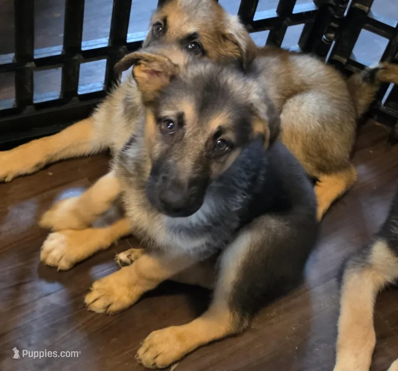 Babygirl 3 – German Shepherd Dog, Norwegian Elkhound puppy for sale in Canton, OH