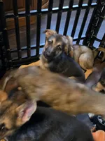 Babygirl 3, a female German Shepherd Dog and Norwegian Elkhound for sale in Canton, OH – Photo 2 of 3