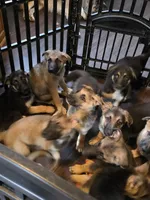 Babygirl 3, a female German Shepherd Dog and Norwegian Elkhound for sale in Canton, OH – Photo 3 of 3