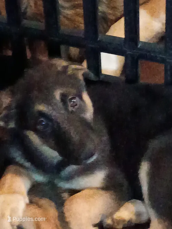 Babygirl 4 – German Shepherd Dog, Norwegian Elkhound puppy for sale in Canton, OH