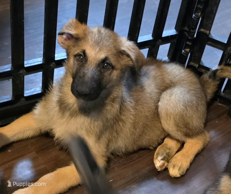 Babygirl 4, a female German Shepherd Dog and Norwegian Elkhound for sale in Canton, OH – Photo 1 of 1