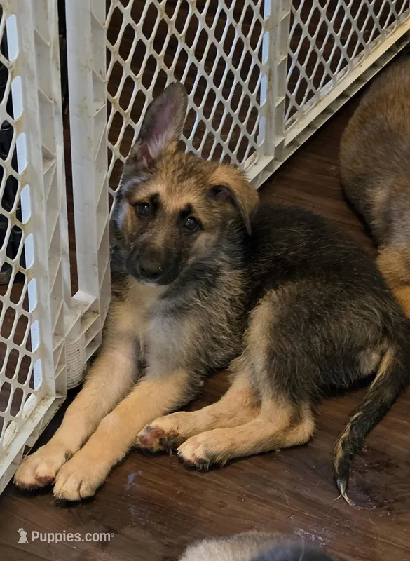 Baby girl 1 – German Shepherd Dog, Norwegian Elkhound puppy for sale in Canton, OH
