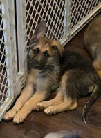 Baby girl 1, a female German Shepherd Dog and Norwegian Elkhound for sale in Canton, OH – Photo 1 of 2
