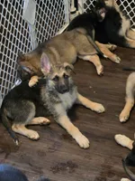 Baby girl 1, a female German Shepherd Dog and Norwegian Elkhound for sale in Canton, OH – Photo 2 of 2