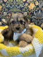 Mikey, a male Cavapoo and Cavalier King Charles Spaniel for sale in Macomb, MI – 2 of 8