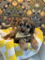 Frankie, a male Cavapoo and Cavalier King Charles Spaniel for sale in Macomb, MI – 4 of 8