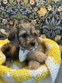Mikey – Cavapoo, Cavalier King Charles Spaniel puppy for sale in Macomb, MI