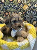 Mikey, a male Cavapoo and Cavalier King Charles Spaniel for sale in Macomb, MI – 1 of 8