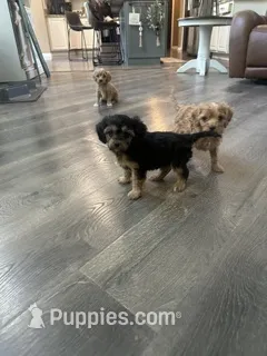 Joey – Cavapoo, Cavalier King Charles Spaniel puppy for sale in Macomb, MI