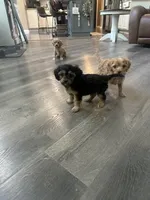 Joey, a male Cavapoo and Cavalier King Charles Spaniel for sale in Macomb, MI – 1 of 3