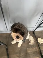 Sophia, a female Cavapoo and Cavalier King Charles Spaniel for sale in Macomb, MI – 6 of 7